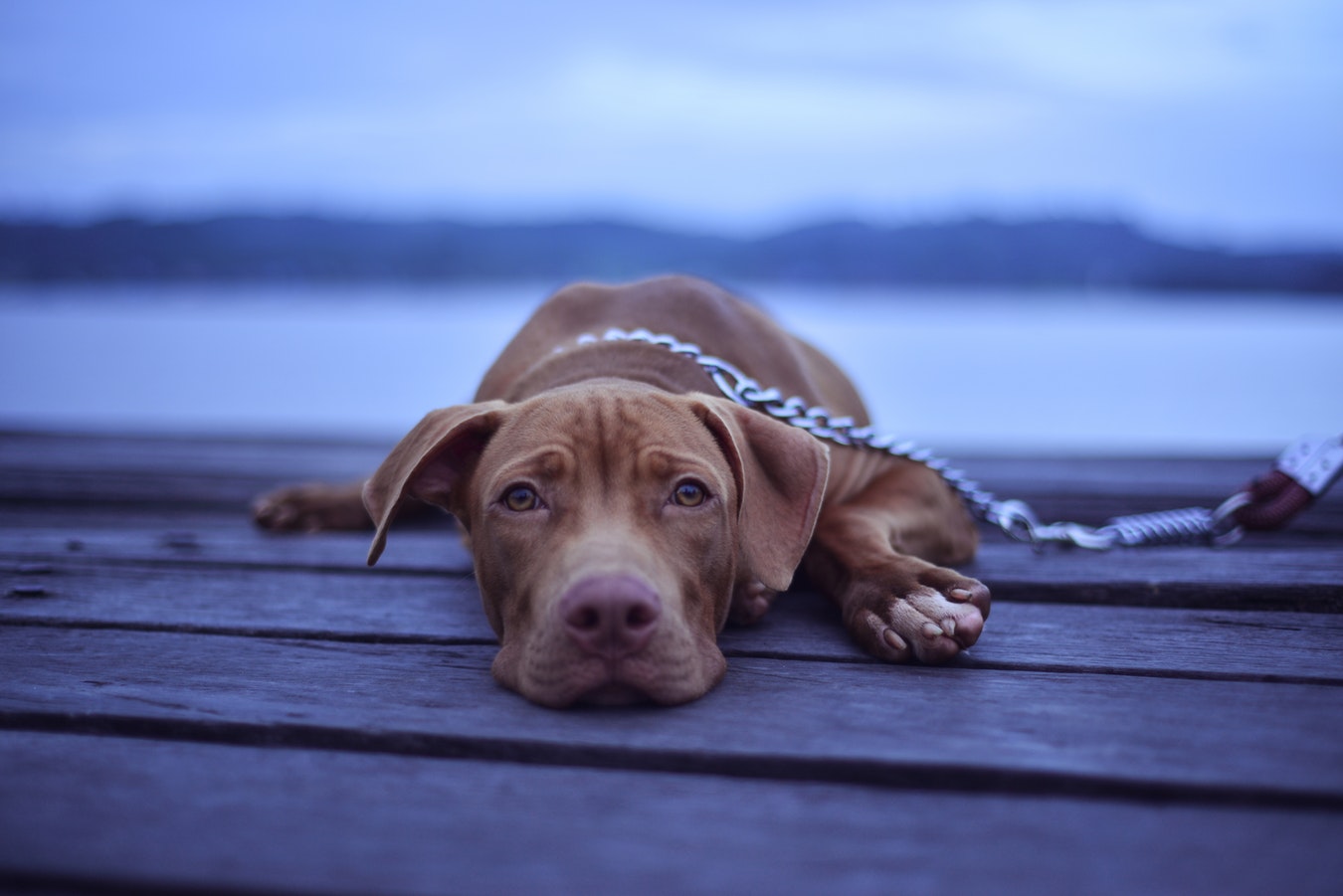 Las 7 principales razas de perros para personas que luchan contra la depresión