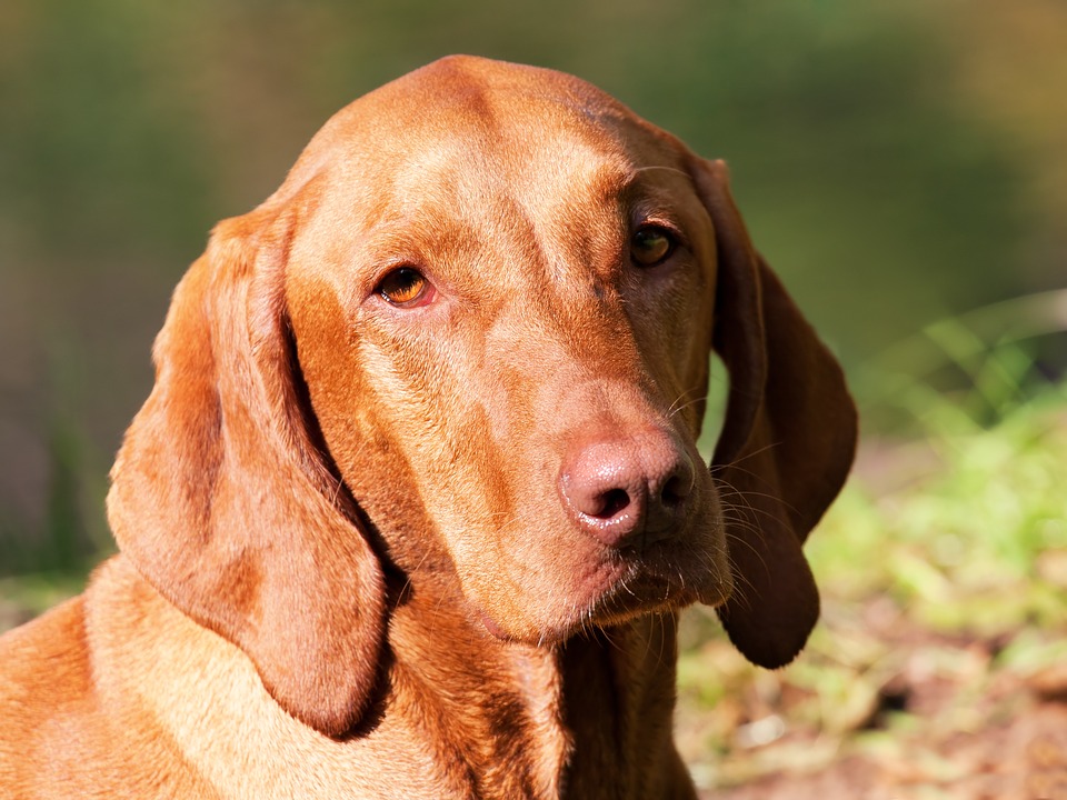 Las 7 principales razas de perros para personas que luchan contra la depresión