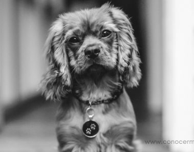 Las 7 principales razas de perros para personas que luchan contra la depresión