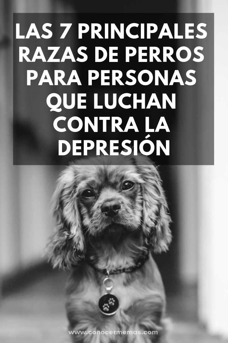 Las 7 principales razas de perros para personas que luchan contra la depresión