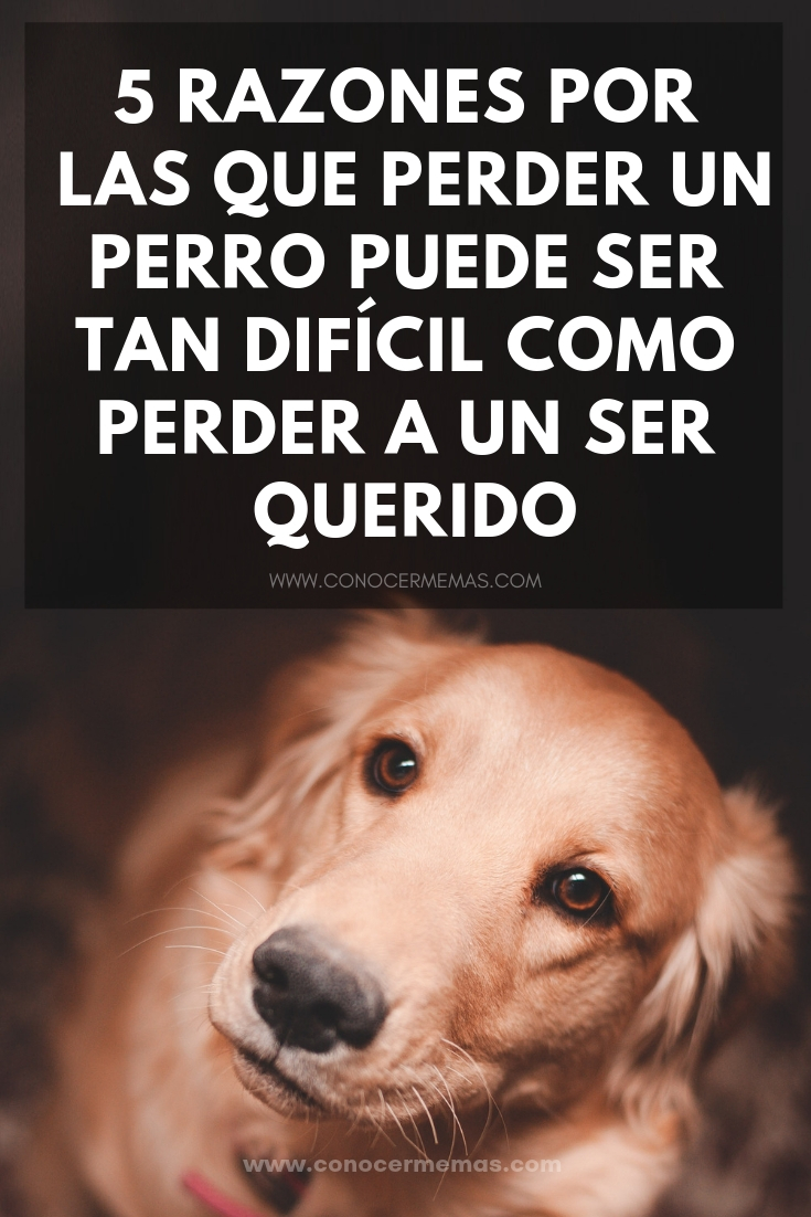 5 razones por las que perder un perro puede ser tan difícil como perder a un ser querido