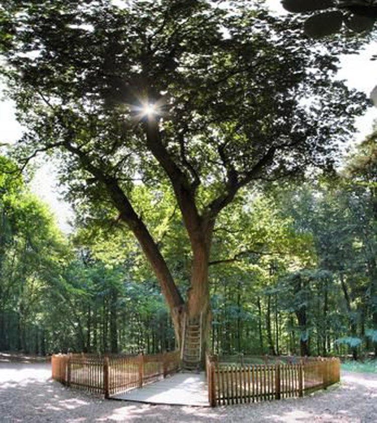 Este árbol en Alemania podría ayudarte a encontrar a tu alma gemela