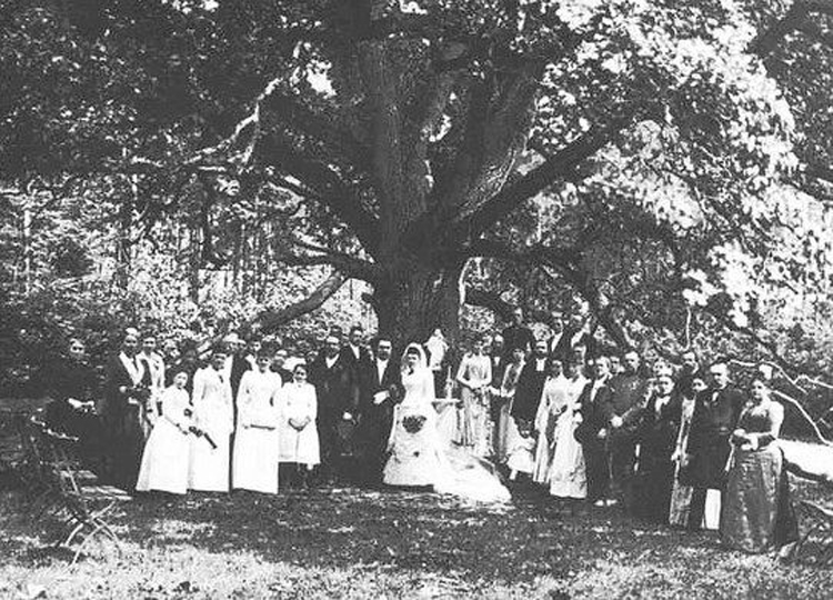 Este árbol en Alemania podría ayudarte a encontrar a tu alma gemela