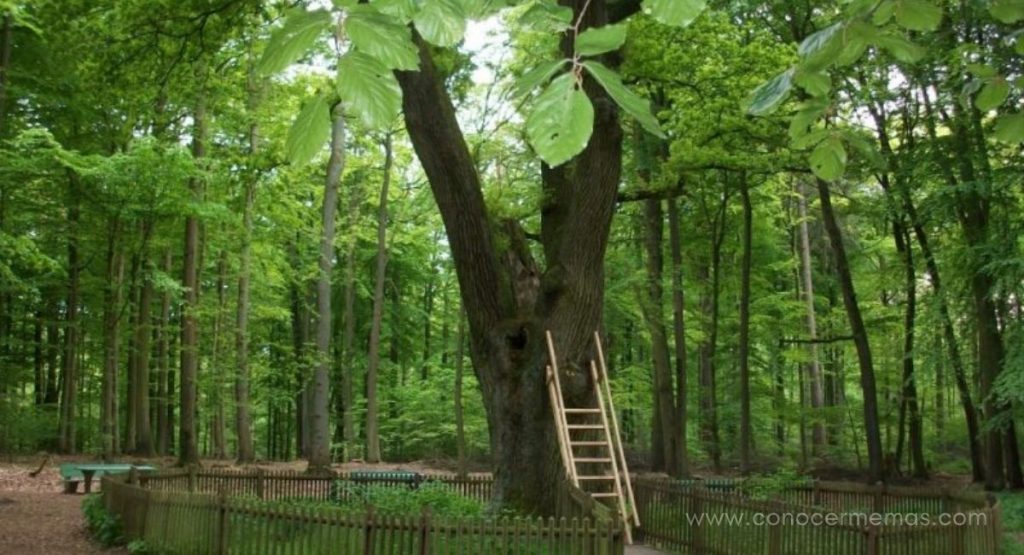 Este árbol en Alemania podría ayudarte a encontrar a tu alma gemela