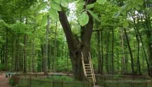 Este árbol en Alemania podría ayudarte a encontrar a tu alma gemela