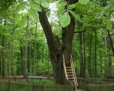 Este árbol en Alemania podría ayudarte a encontrar a tu alma gemela