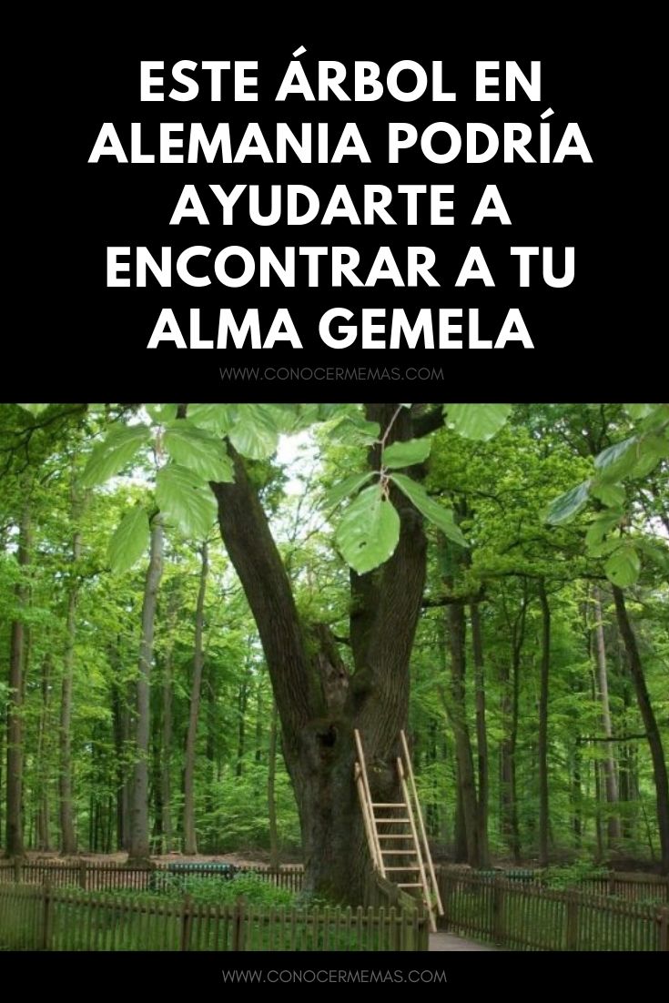 Este árbol en Alemania podría ayudarte a encontrar a tu alma gemela