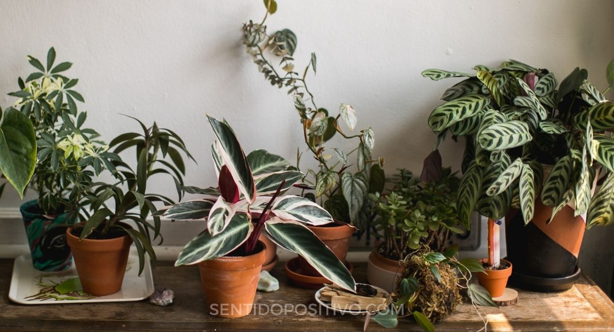 Feng Shui: 11 plantas de la suerte y dónde ponerlas en tu casa