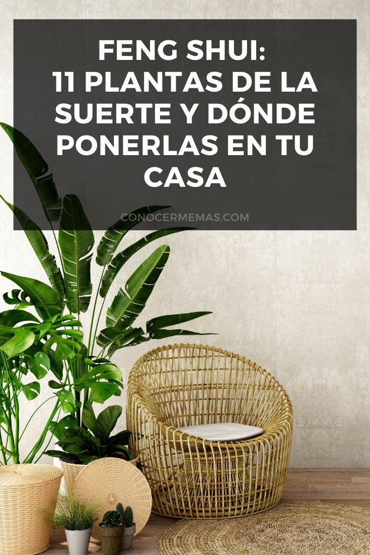 Feng Shui: 11 plantas de la suerte y dónde ponerlas en tu casa